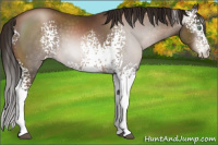 Horse Color:Gray White Spotted Brown Pearl Rabicano 