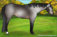 Horse Color:Gray Brown 