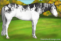 Horse Color:White Spotted Brown Rabicano