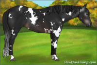 Horse Color:Gray White Spotted Brown Rabicano 