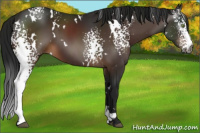 Horse Color:Gray White Spotted Brown 