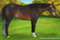 Horse Color:Gray Brown Rabicano 
