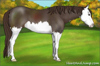 Horse Color:Liver Chestnut Splash 