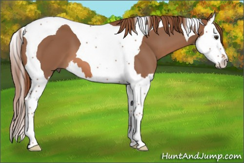 Horse Color:Chestnut Splash Tobiano 