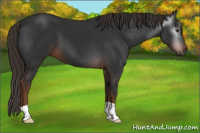 Horse Color:Gray Liver Chestnut 