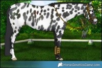 Horse Color:Black Appaloosa 