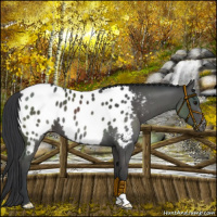 Horse Color:Black Appaloosa