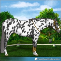 Horse Color:Black Near Leopard 