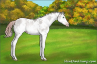 Horse Color:Gray Platinum White Spotted Gold Champagne Dun Splash Rabicano 