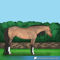 Horse Color:Brown Dun  and Bay Dun 