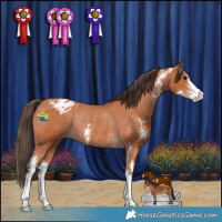 Horse Color:Bay Sabino Varnish Rabicano 