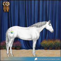 Horse Color:Gray Black Sabino Splash Appaloosa 