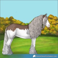 Horse Color:Silver Black Splash 