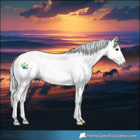 Horse Color:Gray Blue Roan Appaloosa Rabicano 