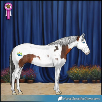 Horse Color:Brown Splash Tobiano Rabicano 