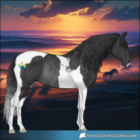 Horse Color:Black Tobiano Rabicano 