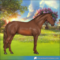 Horse Color:Chestnut 
