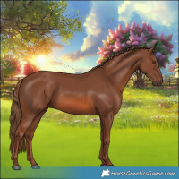 Horse Color:Chestnut 