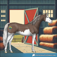 Horse Color:Silver Black Splash 