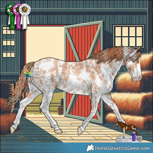Horse Color:Gold Champagne Sabino 