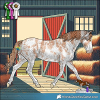 Horse Color:Gold Champagne Sabino 
