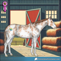 Horse Color:Gold Champagne Sabino 