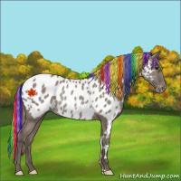 Horse Color:Painted Silver Grullo Appaloosa Rabicano 