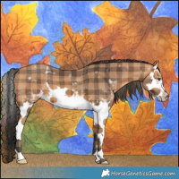 Horse Color:Plaid  White Spotted Bay Splash 