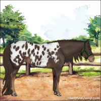 Horse Color:Liver Chestnut Near Leopard 