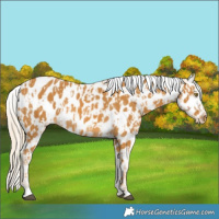 Horse Color:Palomino Near Leopard  and Palomino Near Leopard 