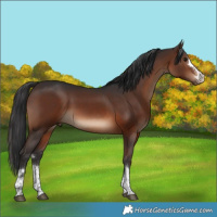 Horse Color:Brown Rabicano 