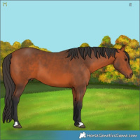 Horse Color:Bay 