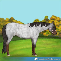 Horse Color:Liver Red Roan 