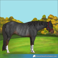 Horse Color:Liver Chestnut Rabicano 