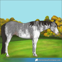 Horse Color:White Spotted Liver Chestnut