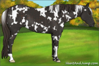 Horse Color:White Spotted Liver Chestnut 