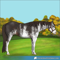 Horse Color:White Spotted Liver Chestnut