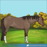 Horse Color:Liver Red Dun 