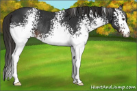 Horse Color:White Spotted Liver Chestnut Rabicano 