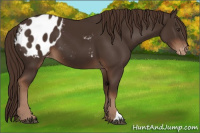 Horse Color:Liver Chestnut Blanket 