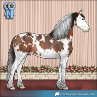 Horse Color:White Spotted Bay Splash Rabicano 