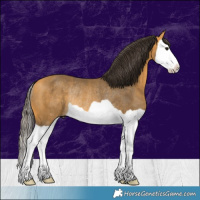 Horse Color:Buckskin Splash Rabicano