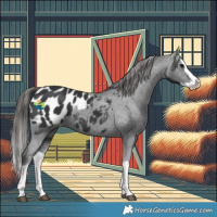 Horse Color:Black Splash Appaloosa 