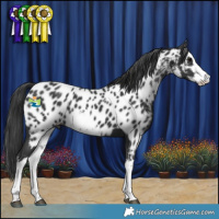 Horse Color:White Spotted Black Appaloosa