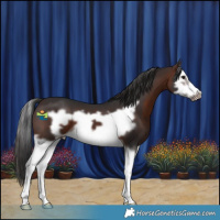 Horse Color:Brown Splash Frame 