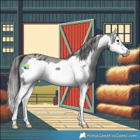 Horse Color:Black Splash Frame Appaloosa 