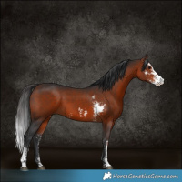 Horse Color:Bay Sabino 