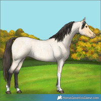 Horse Color:Buckskin Roan Dun Tobiano 