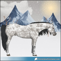 Horse Color:Grullo Ice 