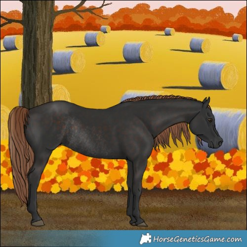 Horse Color:Liver Chestnut Rabicano